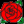 rose_rb.bmp